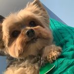 Paris Wallace - @paristheteacuppup - Instagram