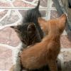 Parker & Ranger kittens - @parkerranger - TikTok