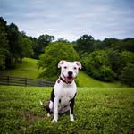 Bonnie Parker Buckingham - @bonniethepittie - Instagram