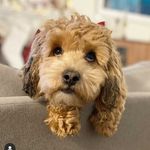 Parker Clark - @parkerclark_thecavapoo - Instagram