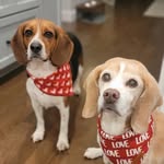 Paker & Copper | Beagle Brothers 🐶 - @parker_cooper_beagle_brothers - Instagram