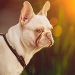 Parker Cooper - @parker_the_frenchy - Instagram