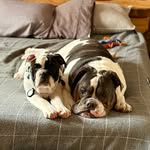 Parker&Cooper - @mtlbros - Instagram