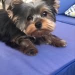 Parker Cramer - @the.yorkie.denali - Instagram