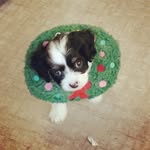 Angela Parker Dorman - @utahcavapoos - Instagram