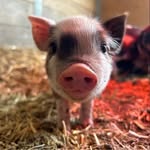 @parkerhomesteadfarm - Instagram