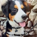 Parker Hooper - @parkersrufflife - Instagram