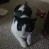 FatBullFrog - @parkerhunter95 - TikTok
