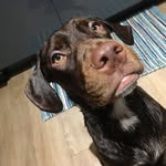 Parker Hunter - @parkthepup - Instagram