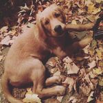 Parker Long - @parkerthegoldenpuppy - Instagram
