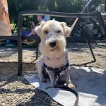 Parker the Lucas - @parkeratlarge - Instagram