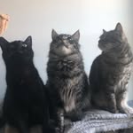 Richard Parker, Rigby, Redbeard - @theybepiratecats - Instagram