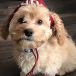 Wrigley Parker Scanlon - @wrigleyinthepark - Instagram