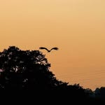 Parveen Cheema - @parveencheema - Instagram