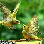 parvin dabiri - @parvin649 - Instagram
