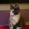 inmame - @pascale.cohen - TikTok