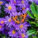 Pascal Salmon - @pascal_du_jardin_herbeuval - Instagram