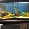 pasc - @pascal.parentpp - TikTok