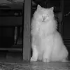 Pascal Richard - @pascal.richard14 - TikTok