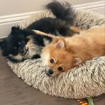 Pascal & Toddy Hall - @pascal_y_toddy_hall - Instagram