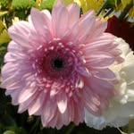 Pascale Thomas - @pascale.thomas.923 - Instagram