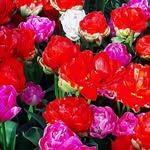 Pascale Thomas - @pascmo_ - Instagram