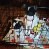 pascual_dominguez - @pascual_dominguez - TikTok