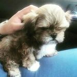 Pascual🐶💕 - @_.pascual.rivera._ - Instagram