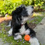 Pasha Jackson - @pasha_the_bernedoodle - Instagram