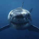 Pasquale Davide Borrelli - @pasborrelli - Instagram