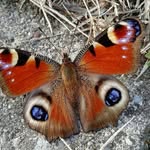 Pasquale D'Elia - @pasquale.delia.90 - Instagram