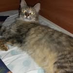 pasquale farina - @pakifarina85 - Instagram