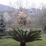 Pasquale Guida - @guida1956 - Instagram
