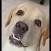 Pasquale Lamberti - @pasquale.lamberti4 - TikTok
