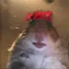 Criceto gang - @pasqualevardaro0 - TikTok