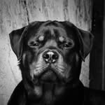 Johnson the Rottweiler - @johnson.blackpassion - Instagram