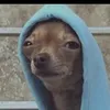 pa$ta_alTonno - @pasta_altonno1 - TikTok