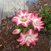 Pat Arnette - Facebook