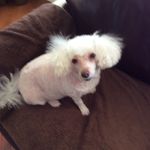 Pat Beck - @teddytink2 - Instagram