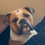 Pat - @pat.bissonnette - Instagram