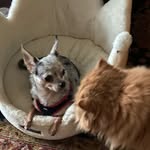Pat Blum - @patsyambrosehi - Instagram