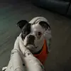 Patch & Blaze The Bostons - @patchtheboston - TikTok