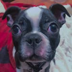Patrick Curry - @patrickcurry_bostonterry - Instagram