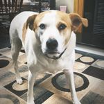 Pat Boswell - @patboswell - Instagram