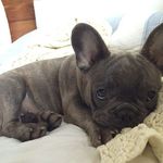 PAT - @patbowie.80 - Instagram