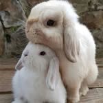 Bunny promotion - @pat_bunny_promotion - Instagram