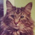 Patrick or "Master P" - @patbunnycat - Instagram