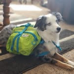 Patch - @pat_butt_butt - Instagram
