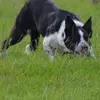 Pat Byrne Sheepdogs - @patbyrnesheepdogs1 - TikTok