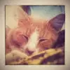 patsycahoon - @patsycahoon - TikTok